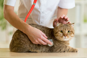 Intestinal Parasites and Worms Common to Cats