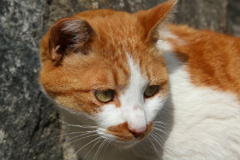 Went swimming today. Didn't expect there to be a feline life guard. : r/cats