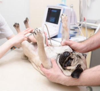 Veterinary Diagnostics at Town & Country Animal Hospital