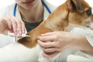 Microchipping Pets in Naples FL
